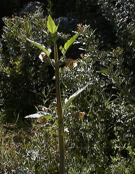 Scrophularia trifoliata / Scrofularia di Sardegna